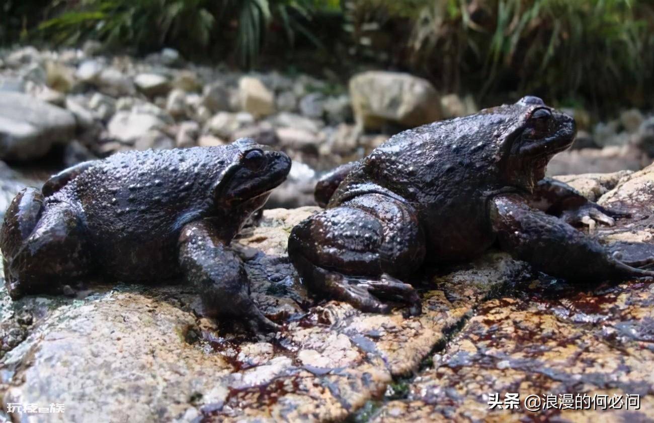江西30个特色菜介绍(江西省代表家常菜美食及其做法)-图片18
